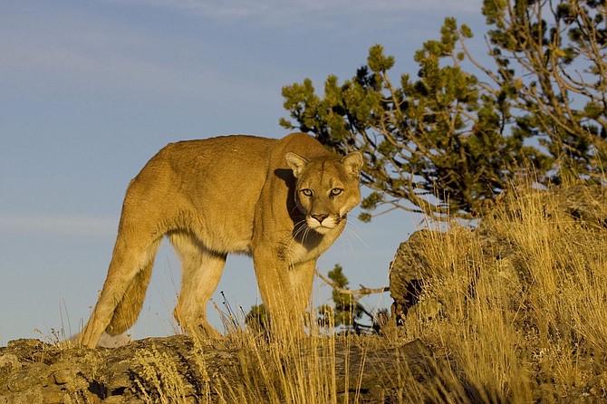 Mountain lion attacks girl south of Reno | Serving Carson City for over 150  years