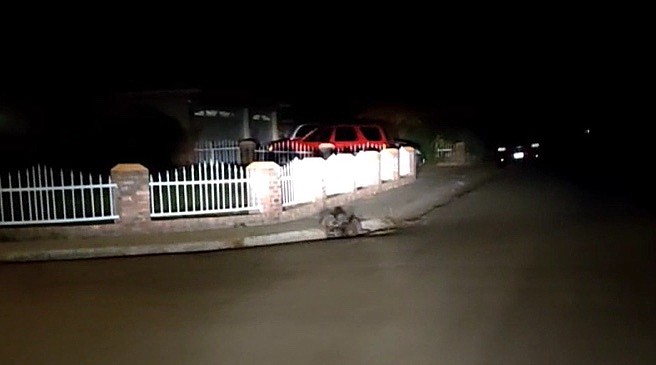 Resident Marshall Stokes submitted video of raccoons entering a storm drain on Bath Street in October.