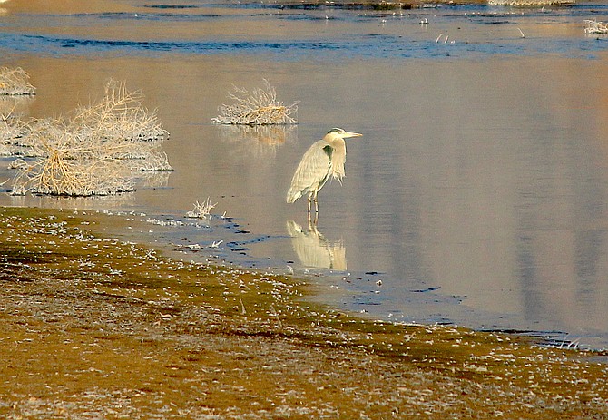 A bird stands in the chilly waters of the East Fork on Saturday morning.