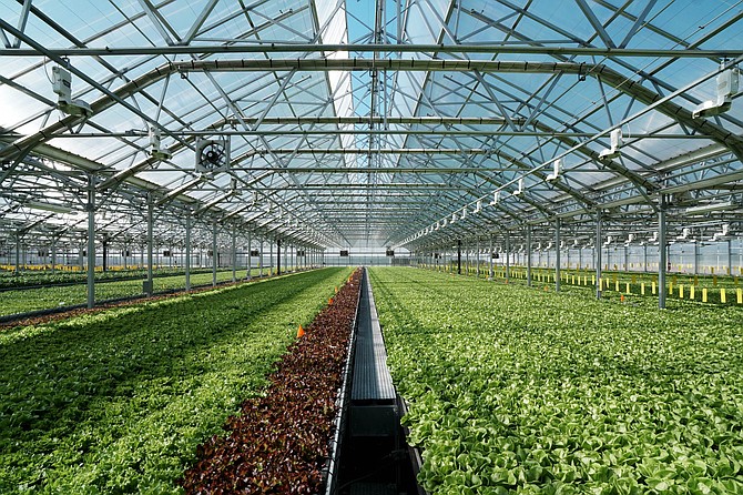 Earlier this year, Miles Construction completed work on a 110,000-square-foot greenhouse in Davis, Calif. for Gotham Greens, which will grow tomatoes and basil in the facility