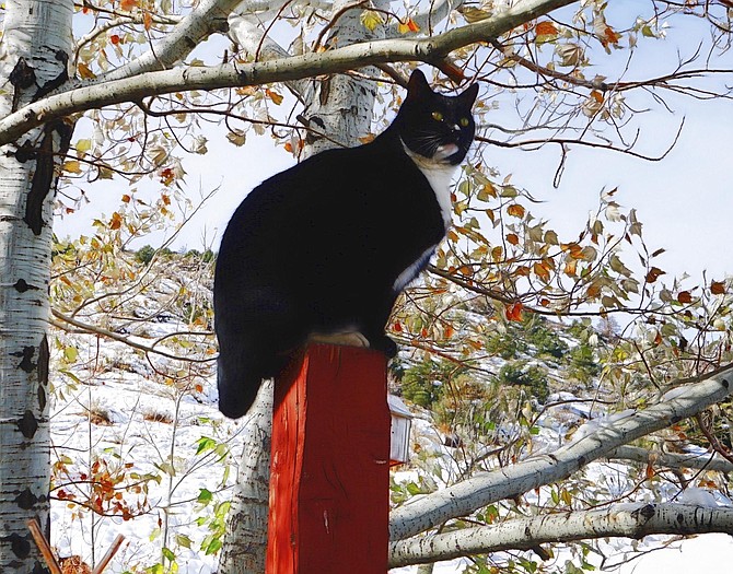 Topaz Ranch Estates resident John Flaherty's cat LittleMax keeps an eye out for the Great Turkey.