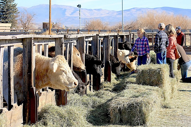 Cows eat as visitors watch at the 2021 Ag & Artisan Holiday Faire at the historic Storke Dairy, 876C Centerville Lane in Gardnerville.
