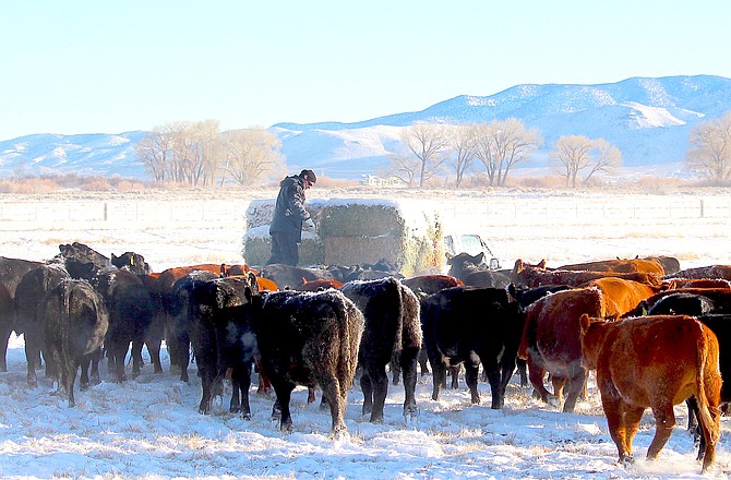 JB Lekumberry feeds Ranch One cows on Friday morning.