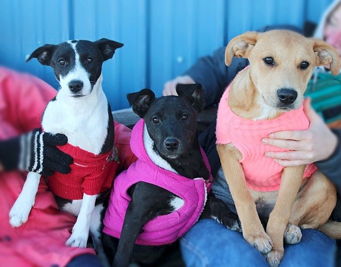 From left, Cas, Vamp, and Big Guy are four-month-old Border Collie mix puppies. They are irresistibly cute and cuddly. These sweet pups love being around people all of the time. Please make a pup’s dream come true. All they want for Christmas is a loving home.