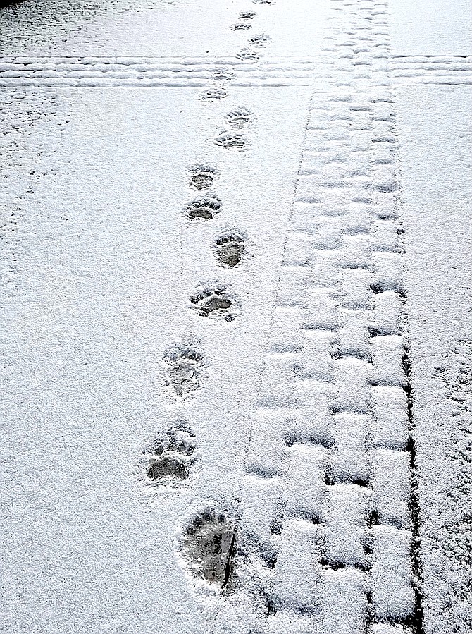 Bear tracks in the snow in the Gardnerville Ranchos.