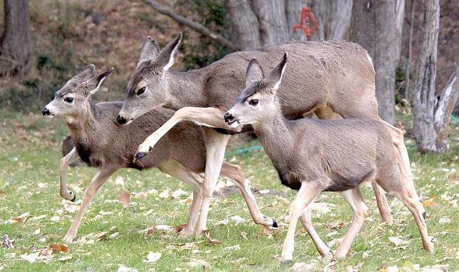 A doe gives the young'uns a taste of her hoof on Dec. 1 north of Genoa.
