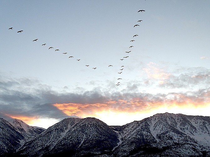 Geese fly into the sunset in this photo submitted by Carson Valley resident Sheryle Lengdorfer.