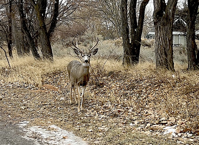 A buck wonders what's next after a brief snow flurry on Saturday morning.