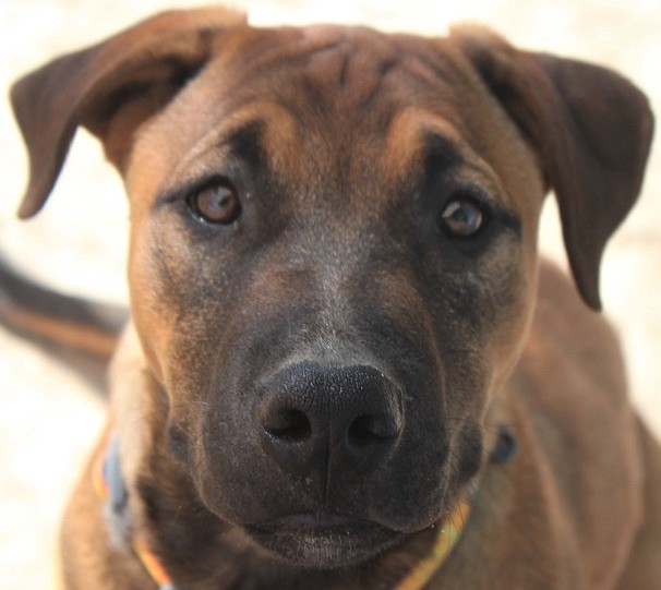 Diego is a darling six-month-old pitbull mix. He is sweet and loves people. Playing is his forte and he is very energetic. Diego would love to be an only pet. He is looking for a family who appreciates and enjoys his soulful eyes.