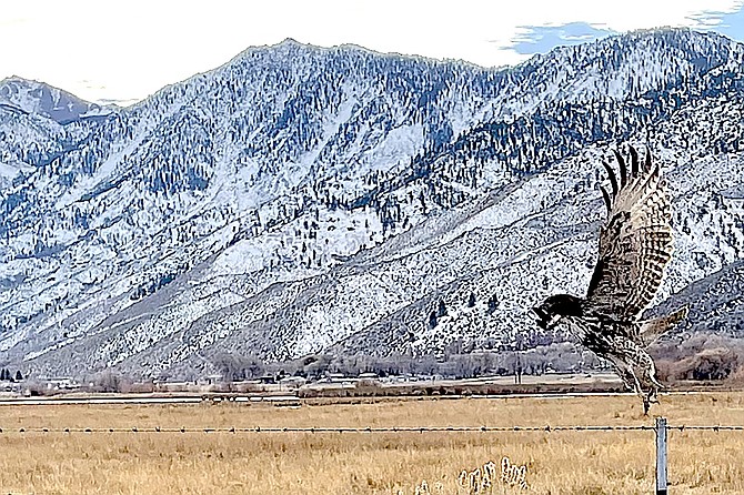 Carl Brodersen was visiting family in Carson Valley and took a photo of a hungry hawk on the Genoa Conservancy Trail in early December.