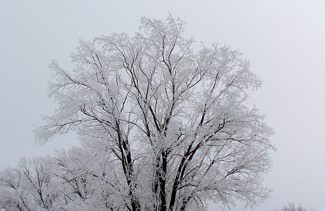 A tree below Jacks Valley Road is coated with ice crystals on Sunday.