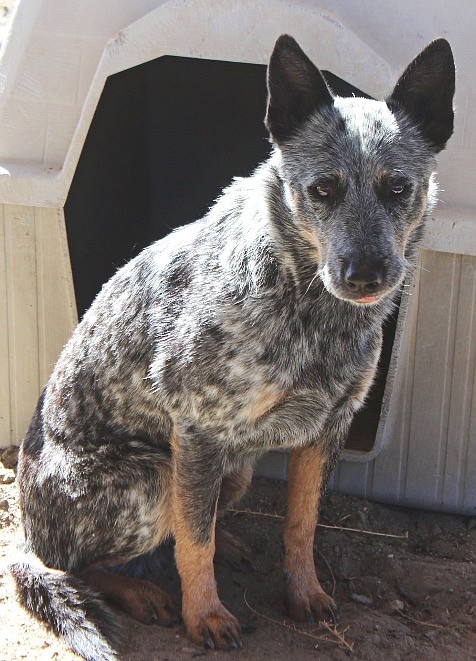 Rambo is a handsome five-year-old Blue Heeler. He is a shy, sweet, boy who warms up quickly to people. He knows basic commands, loves to play fetch, and is house and crate trained. He does well with horses, cows, goats and some dogs. This boy needs love and exercise. Come out and play fetch; he would love to meet you.