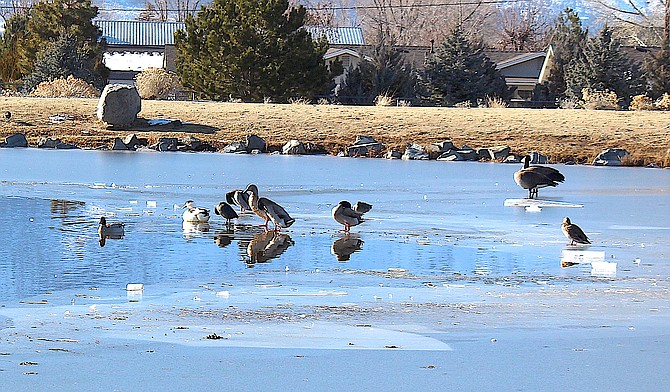 Ducks and geese at Mitch Pond on Wednesday afternoon.