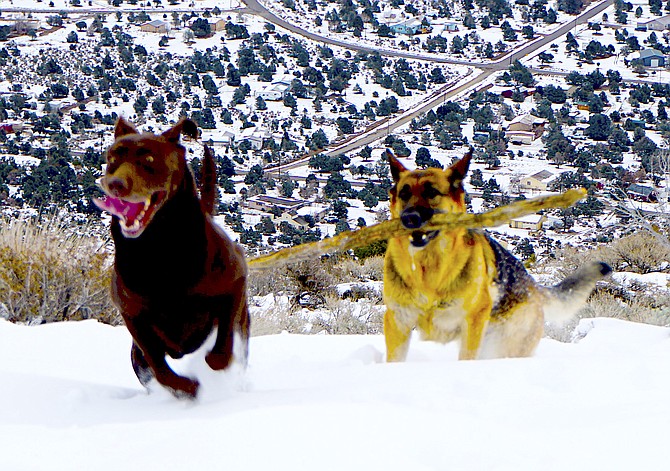 Topaz Ranch Estates dogs Maggie and Pepper express sheer joy at being out in the snow on Thursday morning in this photo taken by TRE resident John Flaherty. The dogs belong to a friend.