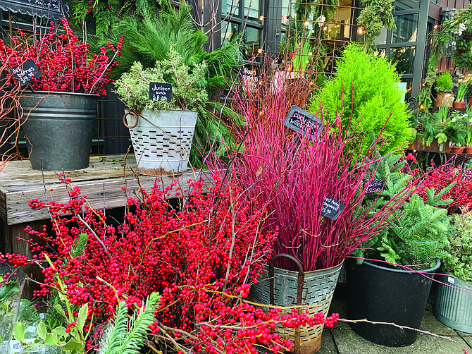 An easy way to spruce up a garden for the winter is to find colorful twigs such as yellow- and red-twig dogwood, often sold at nurseries and florists this time of year. Stick them into the ground as they would grow, in a vase shape, wherever you need color or height.