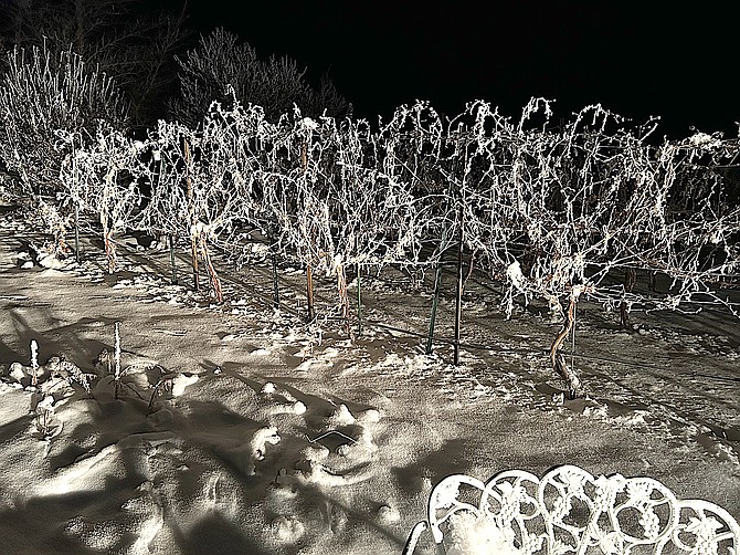 Snow covers Greg Ross’ vines as he prepares to say farewell to Walker River Estates.