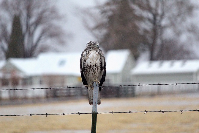 A wet hawk perches along Mottsville Lane on Saturday morning.