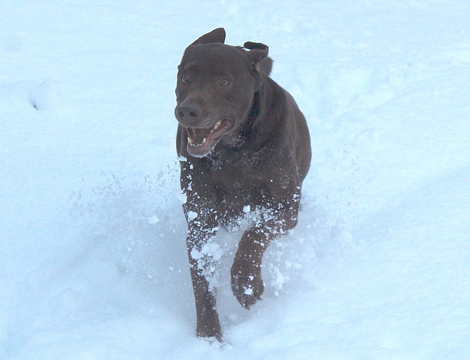 A happy dog uses four-paw drive to get through snow north of Genoa on New Year's Day.