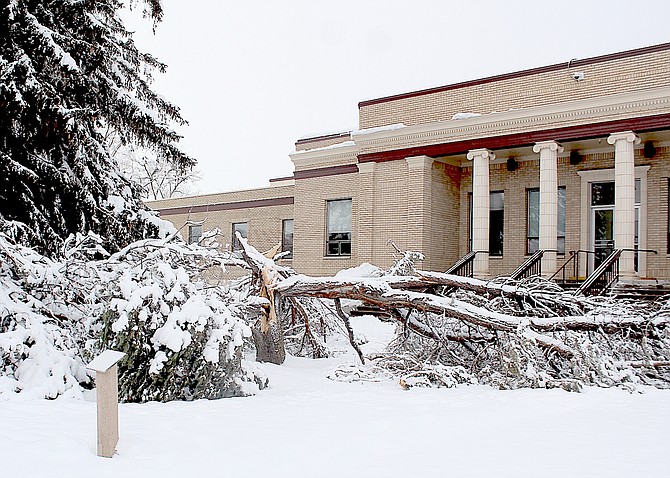 The piñon that stood in front of the Douglas County Courthouse since 1965 is no more after it was flattened by 16 inches of snow over the weekend.