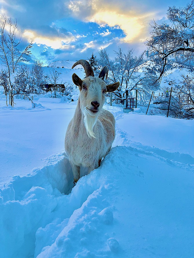 Caleb Knapp sent in this photo of a goat in the snow from Paynesville in Alpine County.