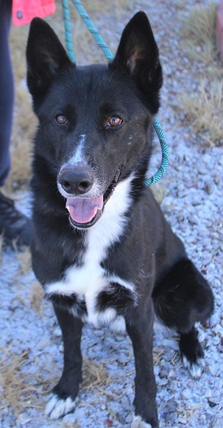 Moose is a handsome 2 1/2-year-old Shepherd/Border Collie mix. He is house- and crate-trained. Moose is a bit shy but warms up quickly when given attention. He enjoys and craves being around people. Moose does well with older children and big dogs.