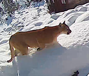 Pair of mountain lions spotted near Topaz Lake