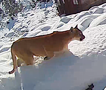 A cougar spotted on Topaz Lake resident's Terry Judge security camera.
