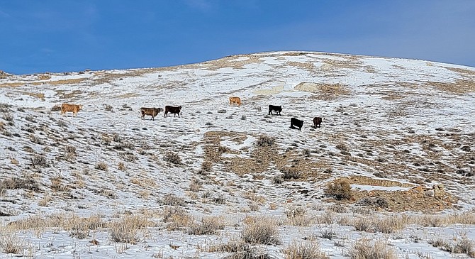 Cows in Tiehm’s buckwheat habitat in Esmeralda County on Jan. 3, 2023.