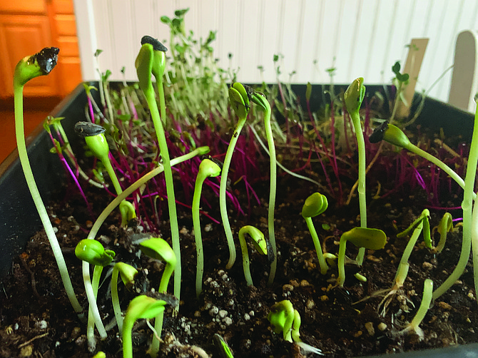 When fresh harvesting of vegetables is hindered by winter, gardeners can find an easy solution with microgreens, which technically are any edible plant that only grow to a couple inches high.