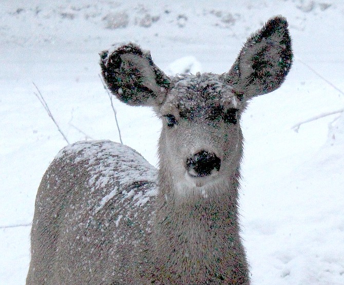 A snowy doe in Genoa sits for a portrait on Tuesday morning.