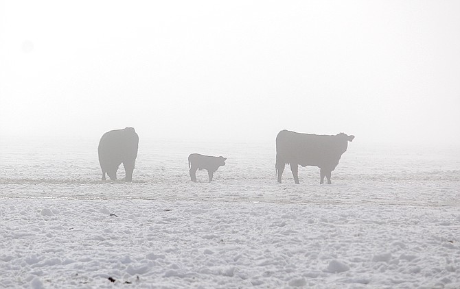 The cattle market will come into sharper focus this year. Cattle in the fog south of Muller Lane on Thursday.
