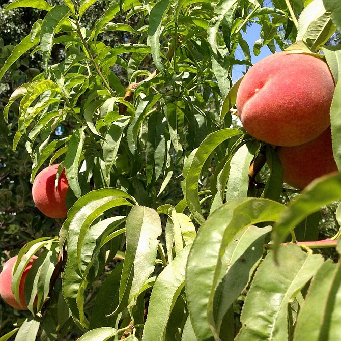 Extension’s Feb. 7 Gardening in Nevada class will focus on selecting and growing fruit trees, such as peach trees, in Northern Nevada.