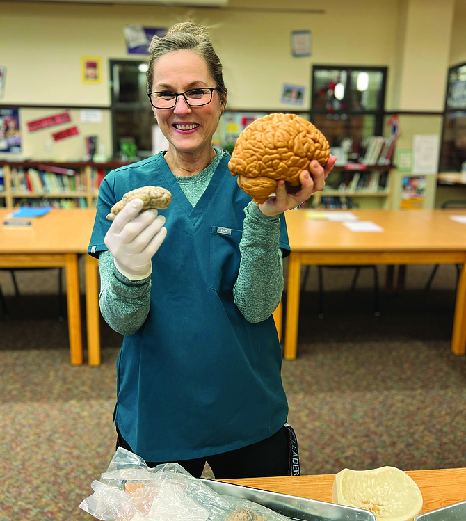 Eatonville High School’s Dr. Tira Hancock holds up a model sheep’s brain and a model human brain. Hancock teaches the human body systems course taught at the school. Four of her students led a dissection of a sheep brain at the Jan. 11 School Board meeting.
