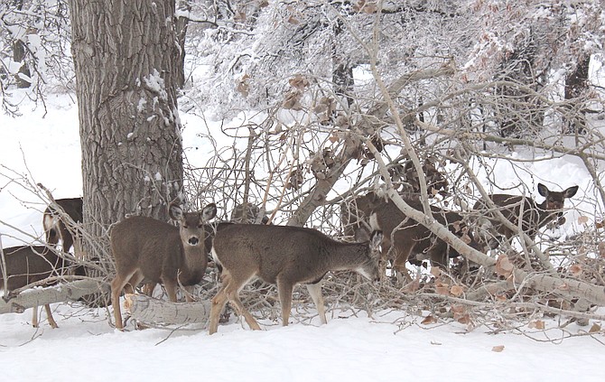 Deer gather around fallen branches to eat the leaves from a poplar tree in Genoa.