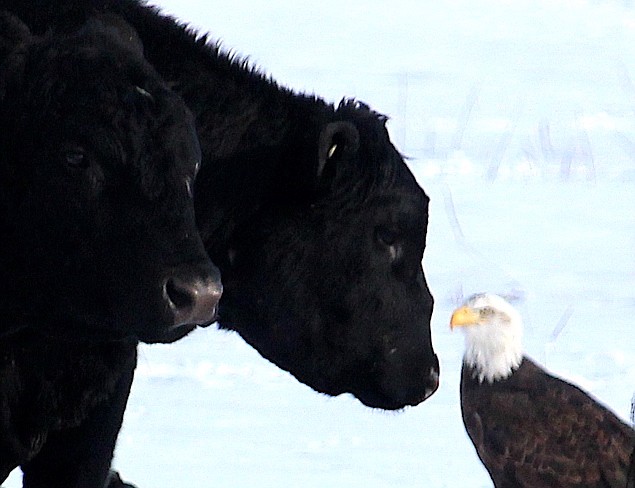 An eagle in among the cattle just north of Muller Lane on Monday morning.