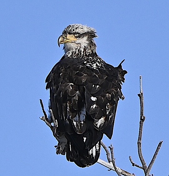 Maria Pearson submitted this photo of a juvenile eagle on Monday afternoon. Eagles are out in the fields in preparation for Eagles and Agriculture which started on Thursday with the reception.