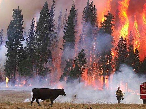 The area’s recent issues with wildfire and smoke has affected cattle in western Nevada.