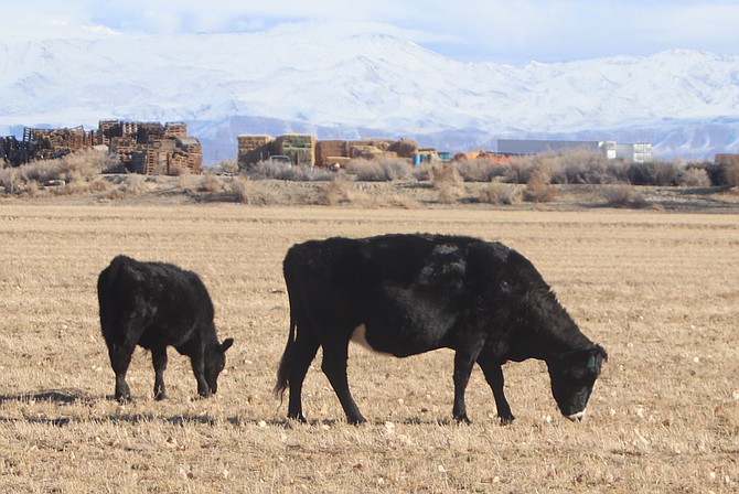 Higher beef prices might be in store for 2023. Cattle graze in a field northeast of Fallon and shadowed by the Stillwater Range.