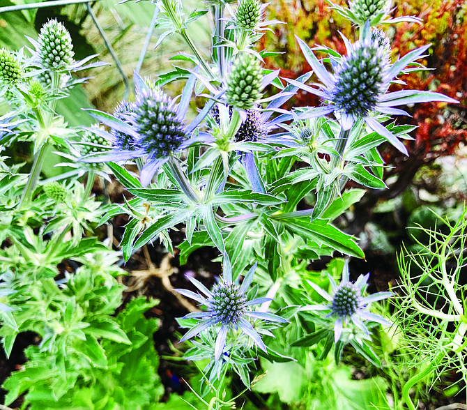 Sea holly is a water-wise plant that attracts butterflies and bees to gardens. Waterwise plants and those that support pollinators are gardening trends for 2023.