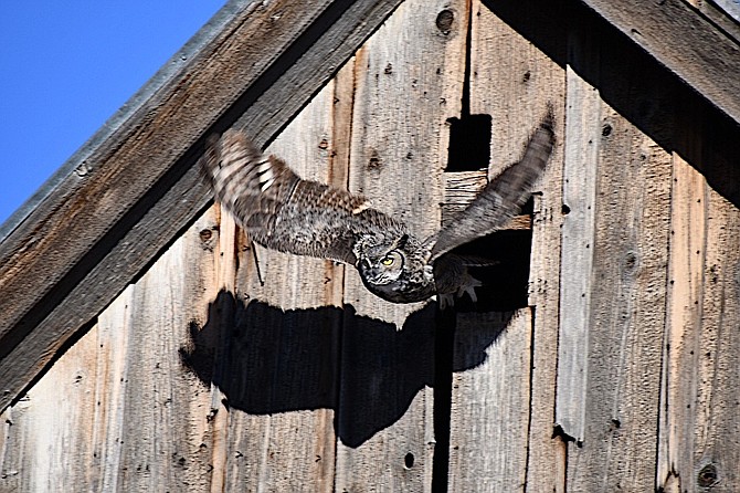 An owl takes flight from a barn during an Eagles & Agriculture tour. Photo special to The R-C by Keith Drinkwine