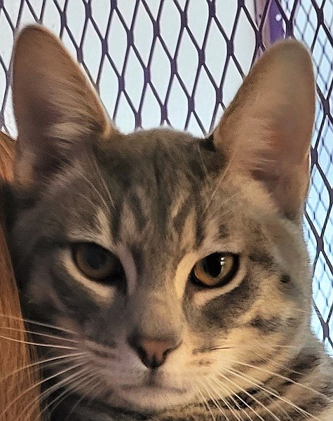 Maxxy is a seven-month-old, short-haired domestic cat type.  He loves to play and likes to be petted while sitting on your lap.  He likes everyone, including other cats.