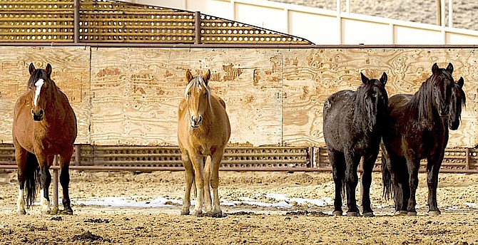 The East Valley Five at the Bureau of Land Management's Palomino Valley Wild Horse and Burro Center. Photo by Karen Martell