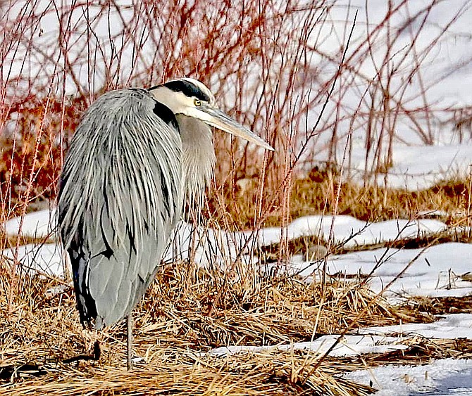 A great blue heron at Jakes Wetland and Wildlife Meadow in Minden. "Jakes is a wonderful place to visit," said photographer Cheryl Broumley "Lots of ducks, geese and other wildlife there."