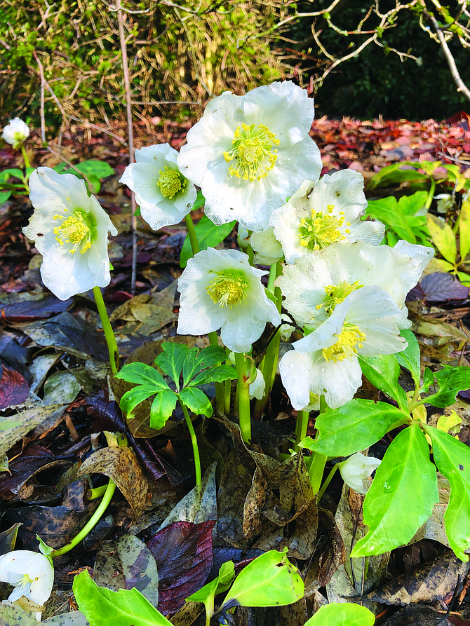 In the Washington Park Arboretum’s Winter Garden, hellebores like these are among the many plants in bloom.
