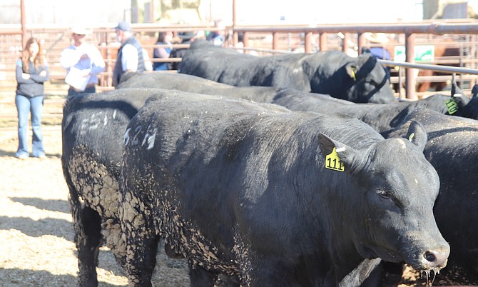 The annual Fallon All-Breeds Bull Sale will have a new name and format this year, but the main attraction will remain the same.