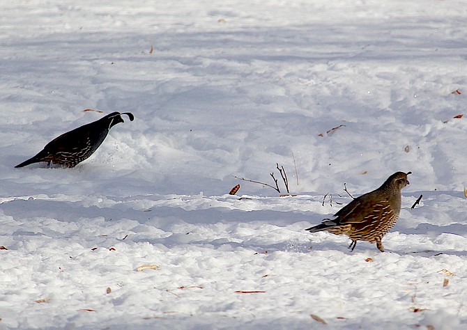 Quail search for seeds in the snow north of Genoa.