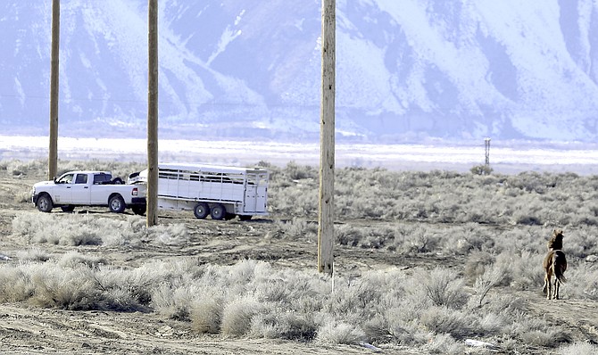 Bodie chases the trailers carrying the captured horses on Wednesday. Pinenut Wild Horse Advocates photo