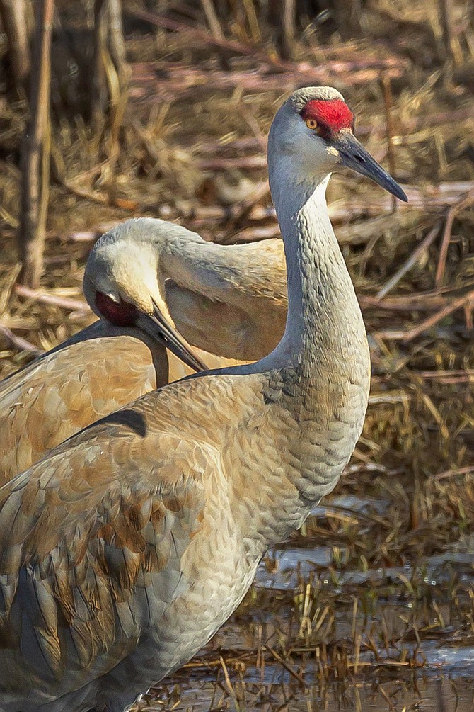 Sandhill cranes canoodle in the warm sun along the East Fork on Friday in this photo taken by Minden photographer Jay Aldrich. The birds mate for life.
