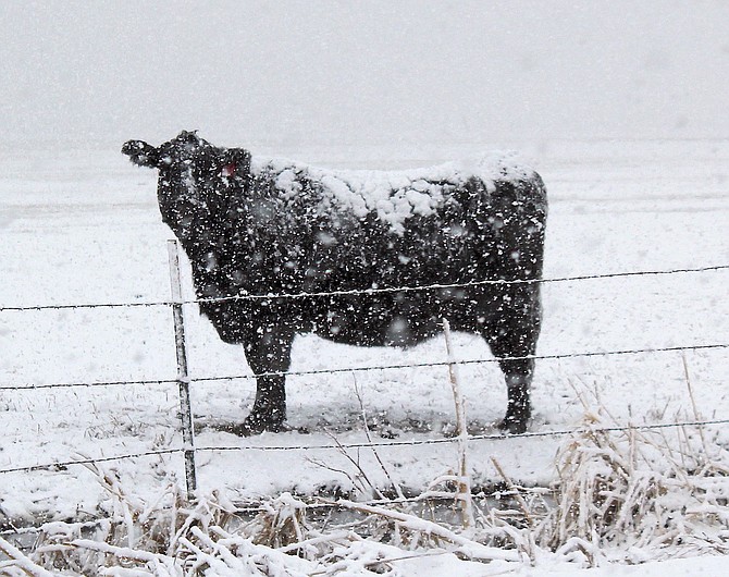 A black cow with a snowy blanket in a field south of Muller Lane on Tuesday afternoon.
