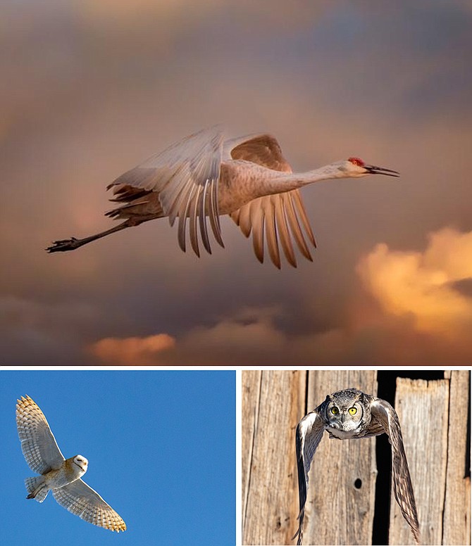 The winners of the February photo contest are Mitch Palmer for a sandhill crane in flight and Robin Grueninger’s owl photos.